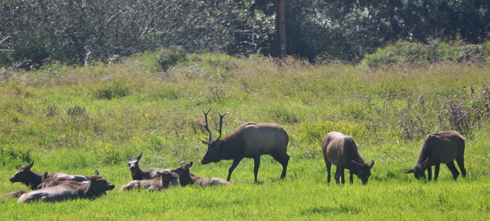 small herd of elk in field